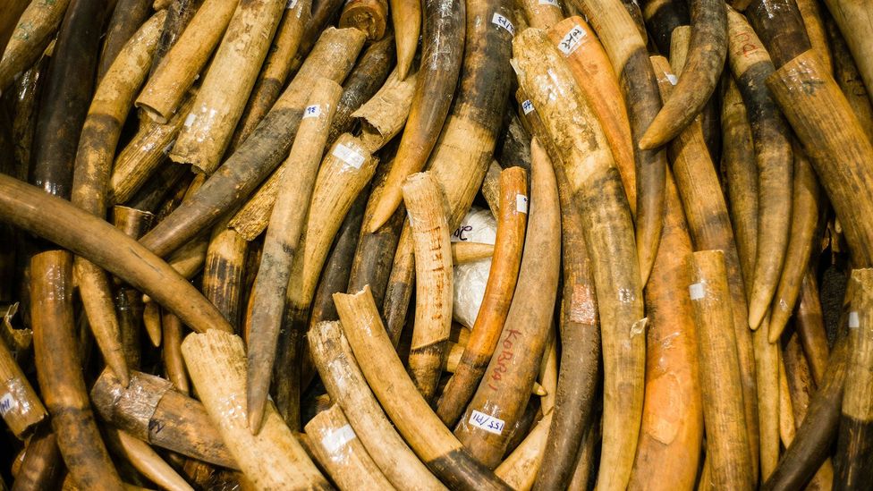 Scientists hope to be able to produce lab-grown ivory, presenting an alternative legal source of the goods (Credit: Getty Images)