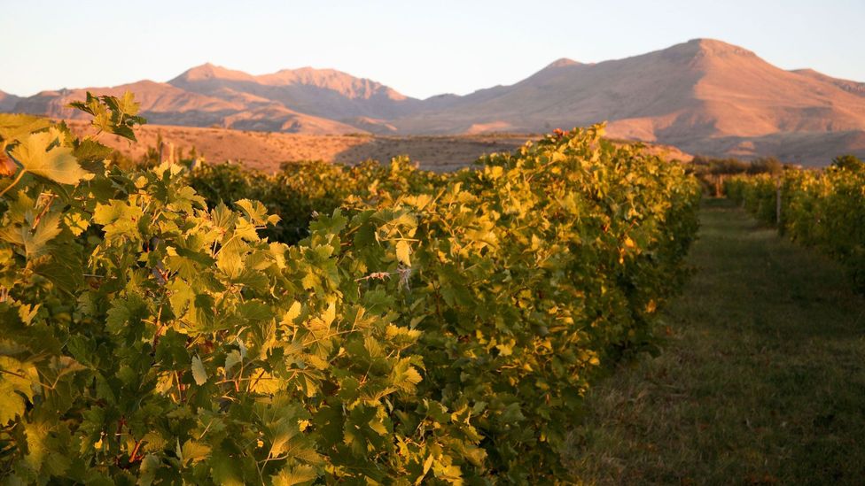 There’s hope that Armenia could become the next emergent wine destination (Credit: Paul Carstairs/Alamy) There’s hope that Armenia could become the next emergent wine destination (Credit: Paul Carstairs/Alamy)