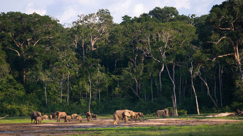 Forest elephants rarely emerge from the dense jungles where they live but listening for their calls can provide rich information about them (Credit: Getty Images) Forest elephants rarely emerge from the dense jungles where they live but listening for their calls can provide rich information about them (Credit: Getty Images)