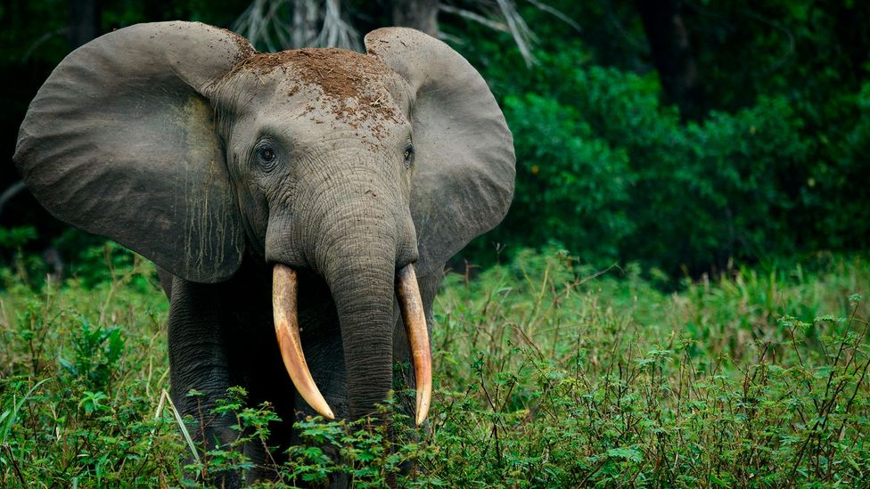 Eavesdropping on the calls of forest elephants could help give an early warning to problems amoung groups of these endangered animals (Credit: Getty Images)