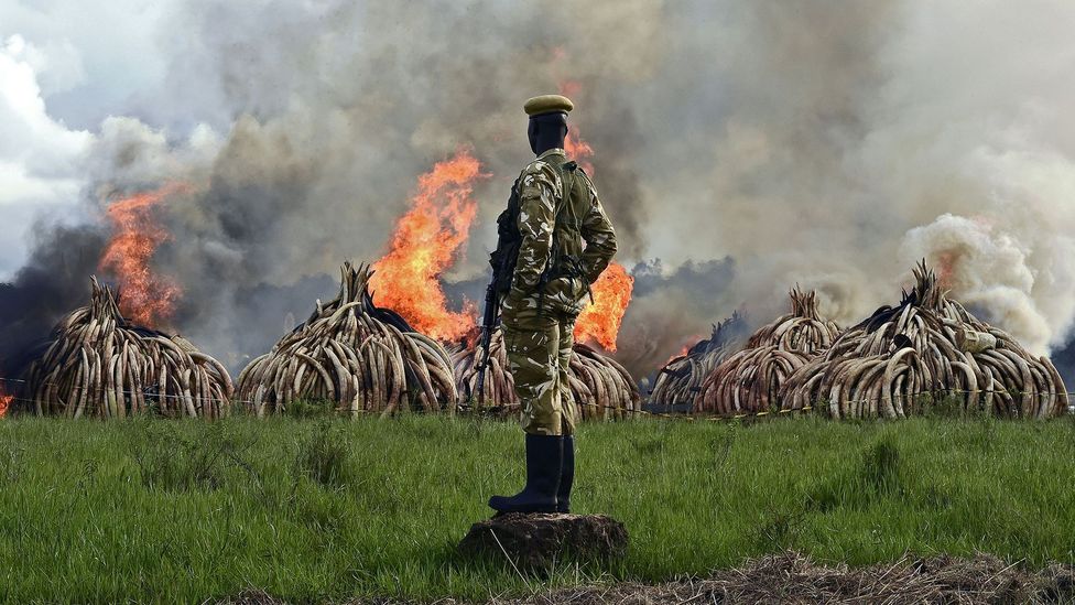 Monitoring social media for posts linked to illegal wildlife goods like ivory can help the authorities to disrupt the supply chains (Credit: Getty Images) Monitoring social media for posts linked to illegal wildlife goods like ivory can help the authorities to disrupt the supply chains (Credit: Getty Images)