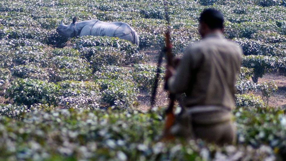 Poaching threatens some species, like rhinos, so much that they need to be kept under 24 hour armed guard to keep them safe (Credit: Getty Images) Poaching threatens some species, like rhinos, so much that they need to be kept under 24 hour armed guard to keep them safe (Credit: Getty Images)