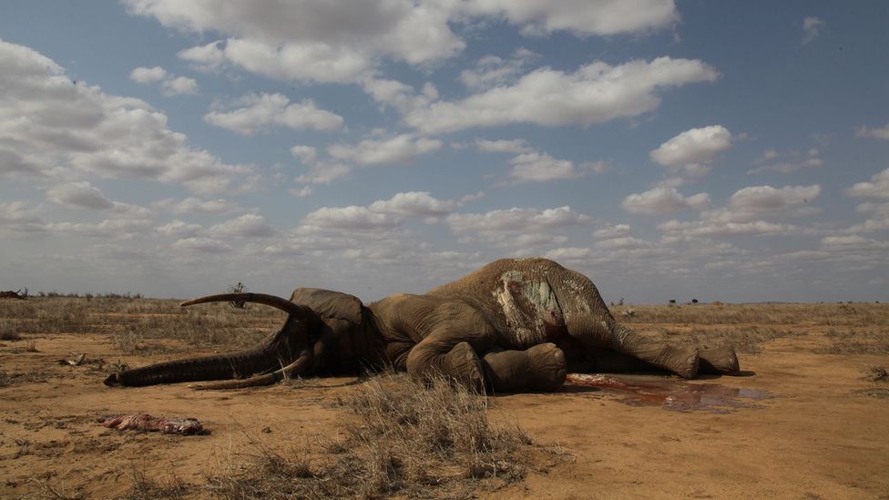 Poaching takes a devastating toll on elephant populations as often the biggest and most experienced animals are targeted (Credit: Getty Images) Poaching takes a devastating toll on elephant populations as often the biggest and most experienced animals are targeted (Credit: Getty Images)