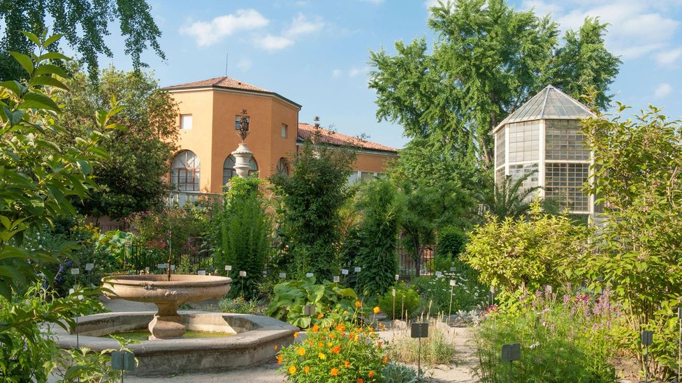 The University of Padua’s botanical garden was founded in 1545 to help scientists study the healing power of plants (Credit: Hilke Maunder/Alamy) The University of Padua’s botanical garden was founded in 1545 to help scientists study the healing power of plants (Credit: Hilke Maunder/Alamy)