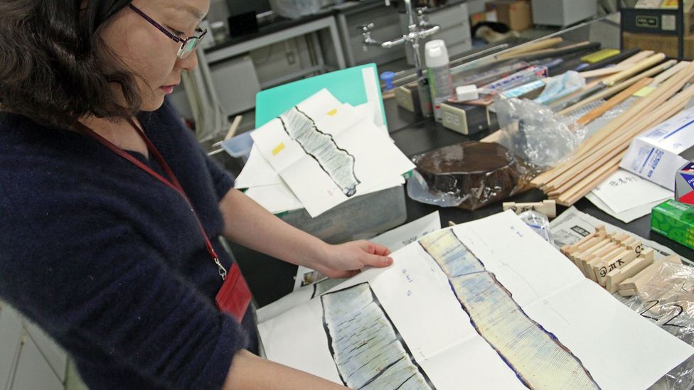 The samples examined by Nakatsuka's team have helped them to build up an unparrelled picture of rainfall over the past 2,600 years (Credit: Rachel Nuwer) The samples examined by Nakatsuka's team have helped them to build up an unparrelled picture of rainfall over the past 2,600 years (Credit: Rachel Nuwer)