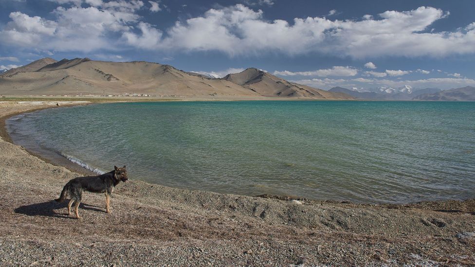Озеро каракуль Казахстан Фламинго. Малый Тарангул Казахстан озеро. Dead lakes
