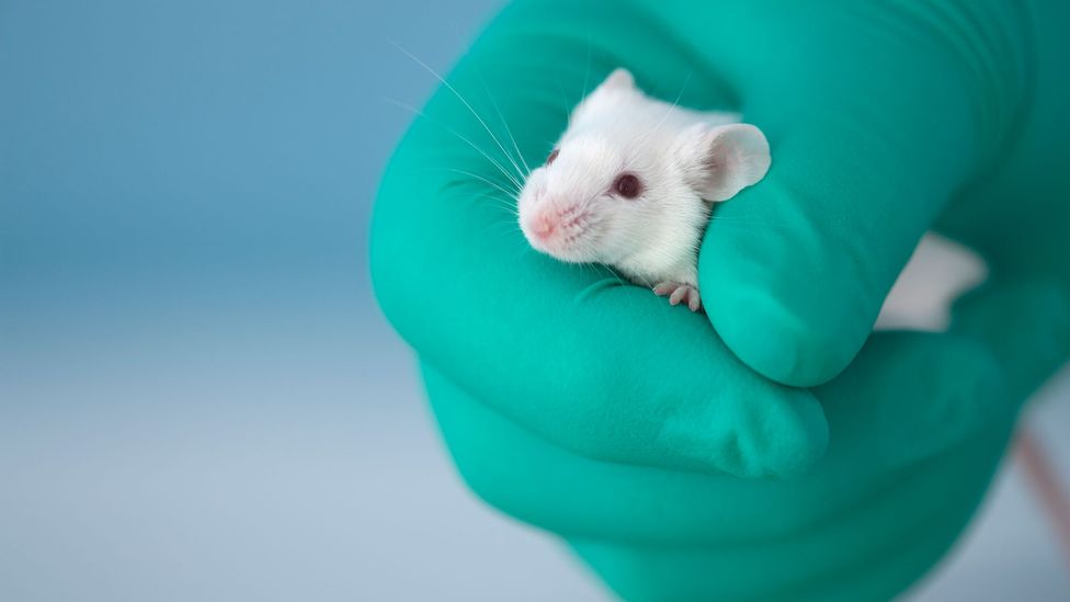 Researchers who dosed germfree mice with a strain of "friendly" bacteria found they had much less serious reactions to stress (Credit: Getty Images)