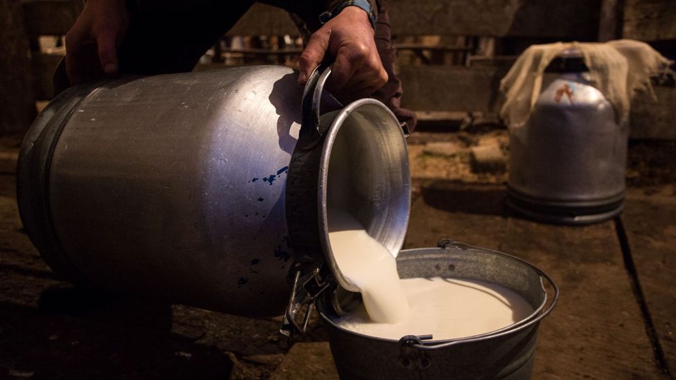 Milk is poured at a dairy farm in Russia. Compared to humanity’s 300,000-year history, drinking milk is a new habit (Credit: Getty)