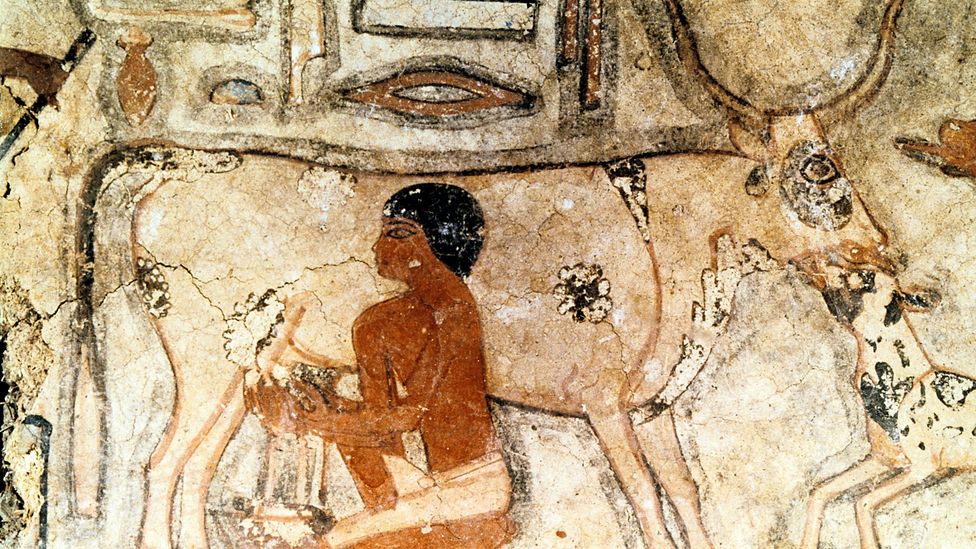 Artwork from the tomb of Methethi in Egypt, dated to around 2350BC, shows an ancient Egyptian milking a cow (Credit: Getty)