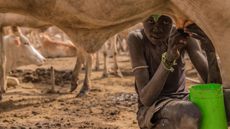 A Sudanese boy milks a cow at a cattle camp; an enduring mystery is why only some pastoralist groups acquired lactase persistence (Credit: Getty)