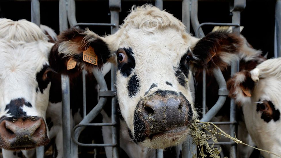 Dairy cows munch on alfalfa in north-western France, a part of the world where people would have adapted to drinking milk around 3,000 years ago (Credit: Getty)