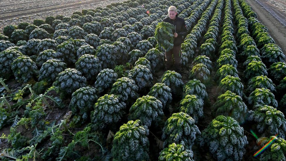 A kale farm in Germany. The number of kale farms in countries like the United States has skyrocketed in recent years (Credit: Getty Images)