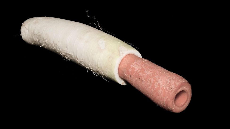 The carrot radish horn (Credit: Alexander Koller) The carrot radish horn (Credit: Alexander Koller)