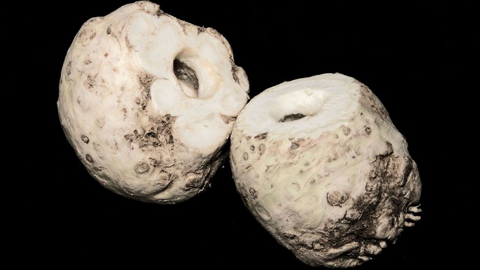 The celeriac bongo (Credit: Alexander Koller) The celeriac bongo (Credit: Alexander Koller)