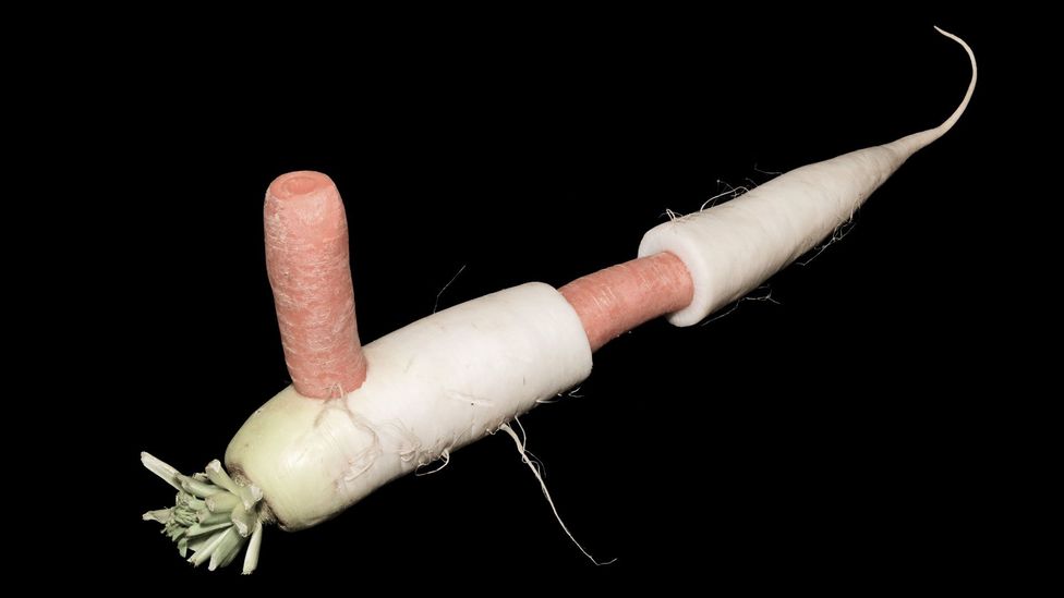 The radish bass flute (Credit: Alexander Koller) The radish bass flute (Credit: Alexander Koller)
