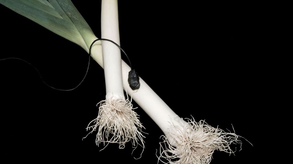 Vienna's Vegetable Orchestra uses fresh produce to create musical instruments, such as... (Credit: Alexander Koller) Vienna's Vegetable Orchestra uses fresh produce to create musical instruments, such as... (Credit: Alexander Koller)