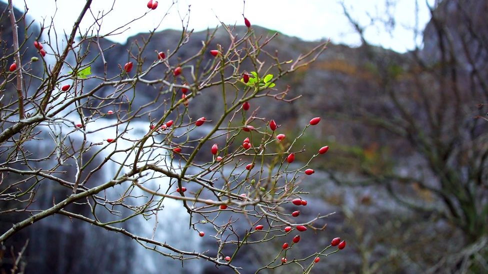 (Credit: Anisha Shah) (Credit: Anisha Shah)