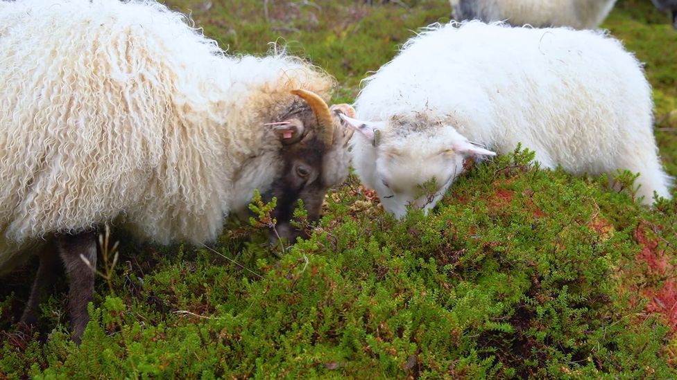 (Credit: Anisha Shah) (Credit: Anisha Shah)