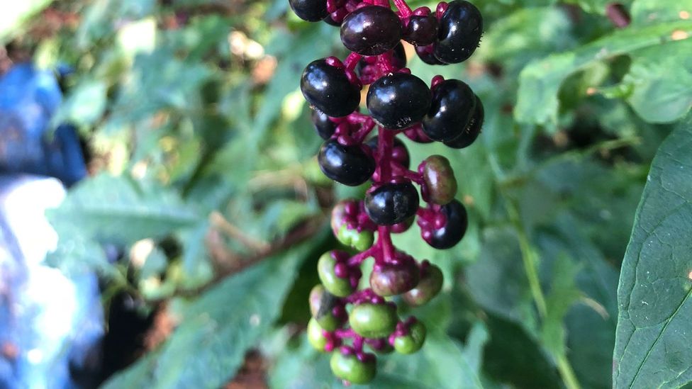 Once mature, pokeweed has unmistakably flamboyant foliage, magenta-tinted stems, and dark purple or black berries (Credit: Davina van Buren)