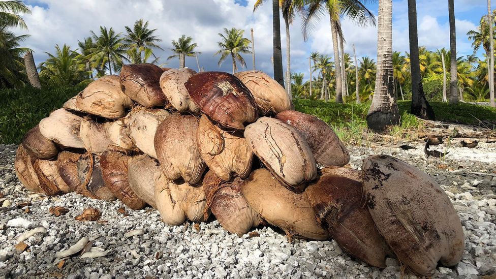 Coconuts are the only cash crop on Tepoto and are hauled away once a month on a supply ship (Credit: Andrew Evans)