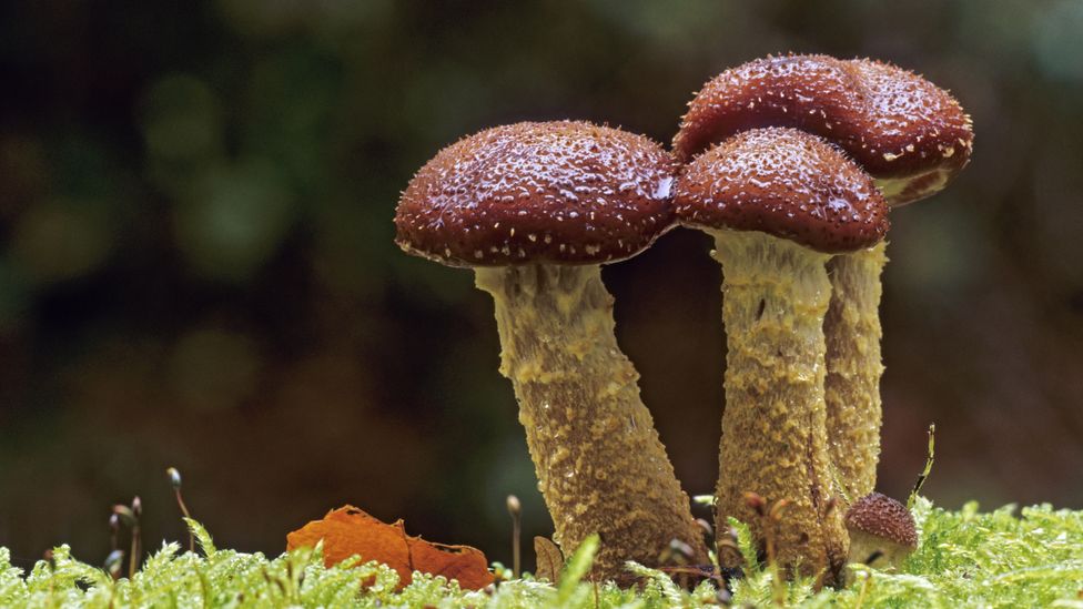The enormous honey mushroom, Armillaria gallica, growing under Crystall Falls in Michigan could provide new insights into human cancer (Credit: Getty Images)