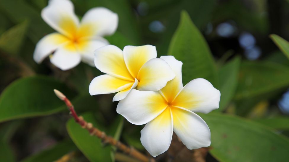 Frangipani grows wild on Napuka; the smaller, star-shaped Tahitian gardenia is a symbol of Tahiti (Credit: Andrew Evans)