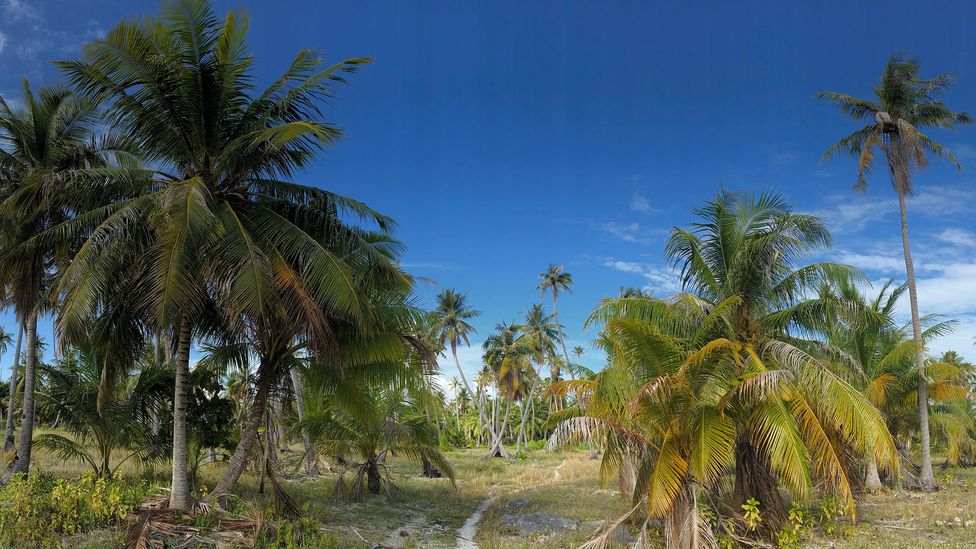 Tall coconut groves fill the interior of Tepoto, in French Polynesia (Credit: Andrew Evans)