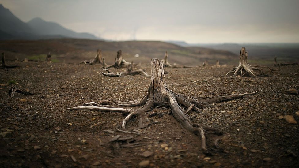 (Credit: Elena Chernyshova) (Credit: Elena Chernyshova)