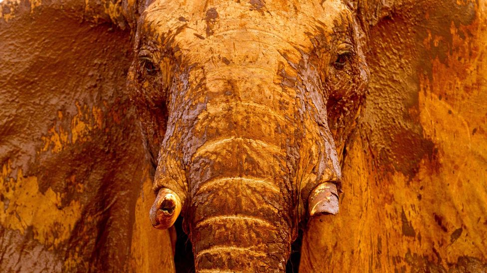 The ivory trade may have been outlawed in most countries, but elephants' lives are still at risk from illegal poachers (Credit: Alamy)