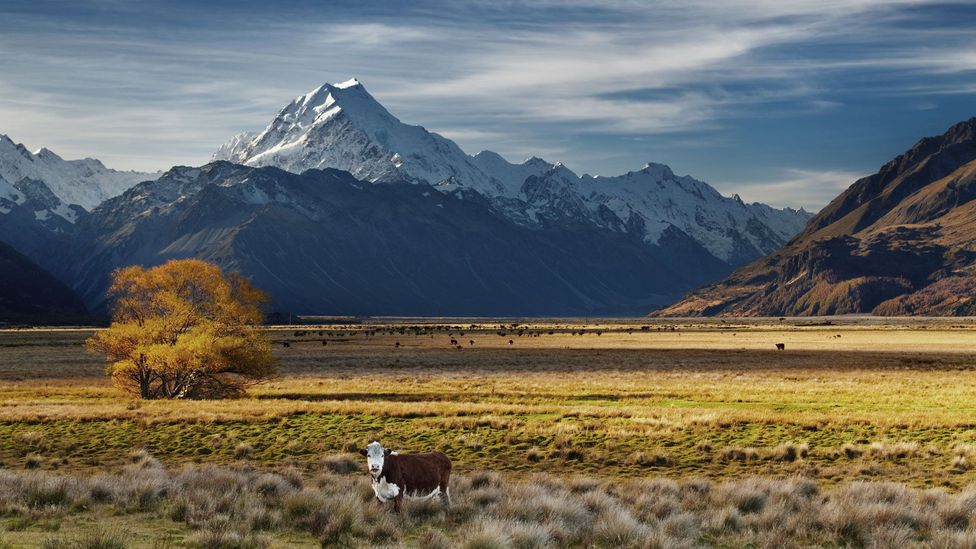 Due primarily to the methane emissions from its large cattle and sheep farming industry, New Zealand is among the top carbon emitters per capita (Credit: DPK-Photo/Alamy)