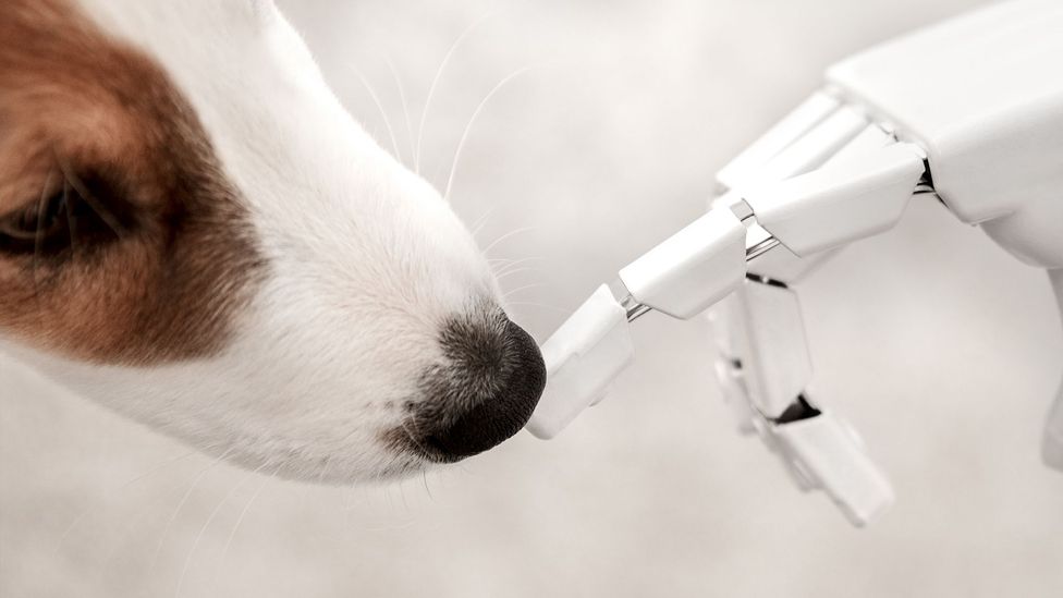 Could a robot one day feed your pet? (Credit: Getty Images)
