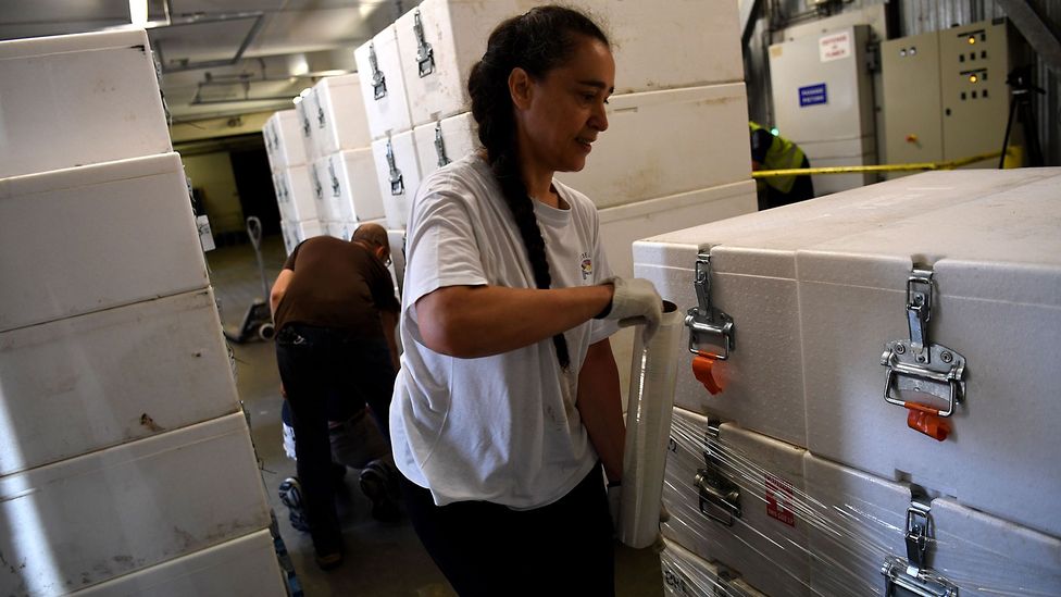 Once back at the laboratory, the ice cores are packaged into protective boxes and placed into cold storage (Credit: Getty) Once back at the laboratory, the ice cores are packaged into protective boxes and placed into cold storage (Credit: Getty)