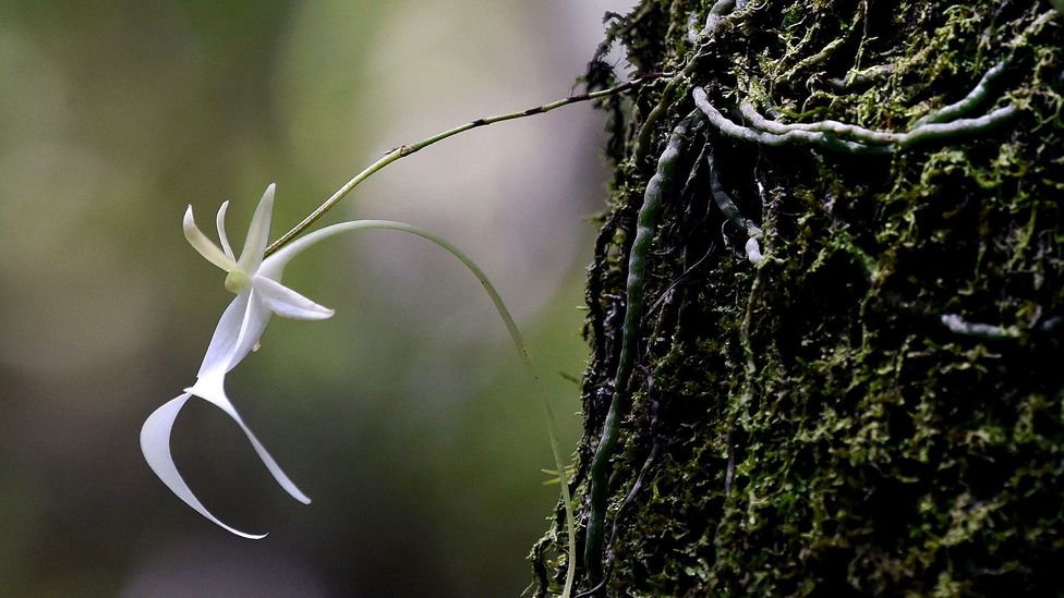 An endangered ghost orchid blooms at Fakahatchee Strand Preserve State Park in Copeland, Florida; plants make up 57% of the US endangered species list (Credit: Getty)