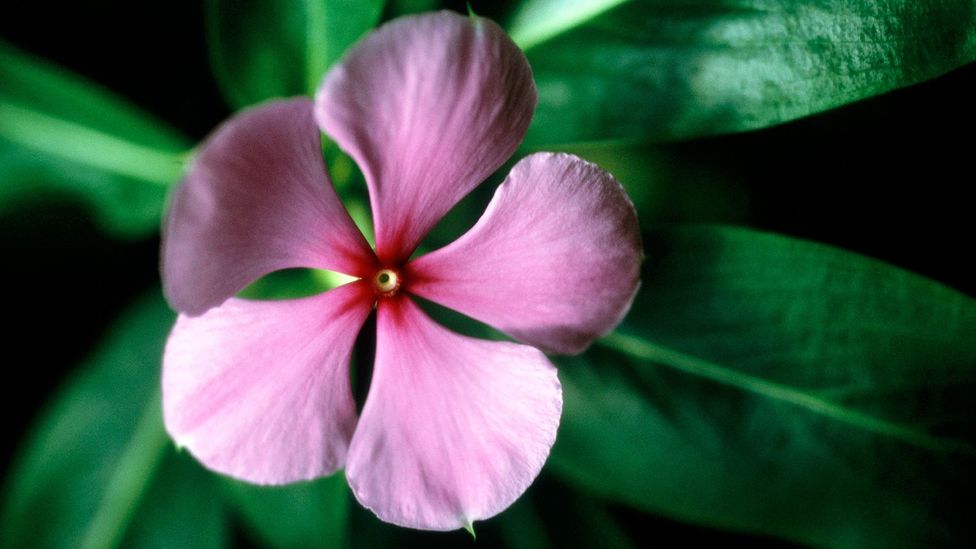 The Madagascar periwinkle contains two alkaloids that are used to fight leukaemia and Hodgkin’s disease (Credit: Getty) The Madagascar periwinkle contains two alkaloids that are used to fight leukaemia and Hodgkin’s disease (Credit: Getty)