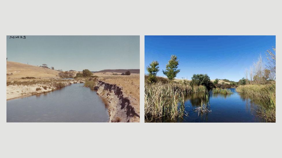 Mulloon Creek is shown before and after the adoption of natural sequence farming (Credit: Mulloon Institute) Mulloon Creek is shown before and after the adoption of natural sequence farming (Credit: Mulloon Institute)