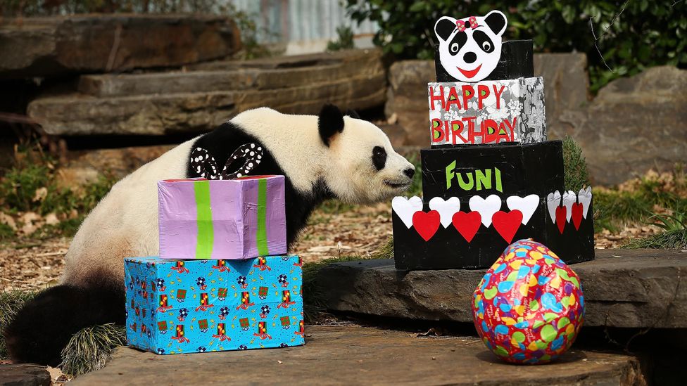 Fu Ni the giant panda is treated to specially prepared panda treats for her birthday at the Adelaide Zoo in 2015 (Credit: Getty Images)