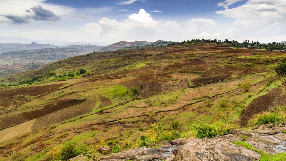 Today, only about 5% of Ethiopia is covered in forest, compared to around 45% about a century ago (Credit: Sarah Hewitt) Today, only about 5% of Ethiopia is covered in forest, compared to around 45% about a century ago (Credit: Sarah Hewitt)