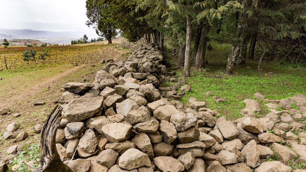 A stone wall marks the boundary between farmers’ fields and Ethiopia's sacred forests (Credit: Sarah Hewitt) A stone wall marks the boundary between farmers’ fields and Ethiopia's sacred forests (Credit: Sarah Hewitt)