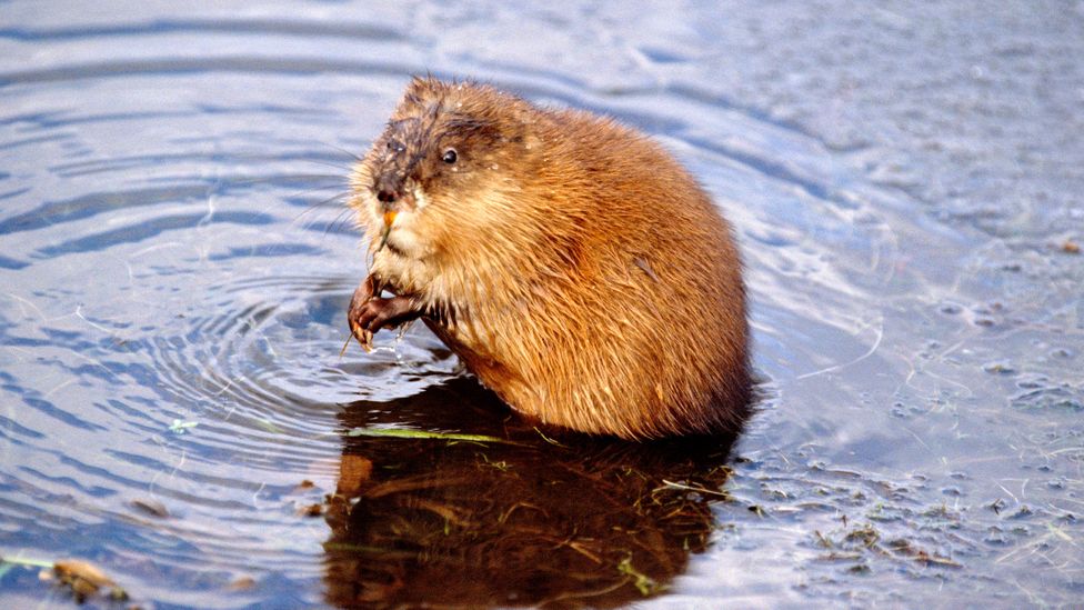 The muskrat is a fairly large rodent that can find its food during the winter under a metre of ice and snow, in ice-cold water and almost total darkness (Credit: Getty Images)