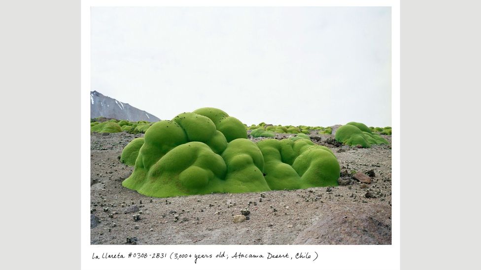 In her photographs, Rachel Sussman captured organisms more than two millennia old (Credit: Rachel Sussman)