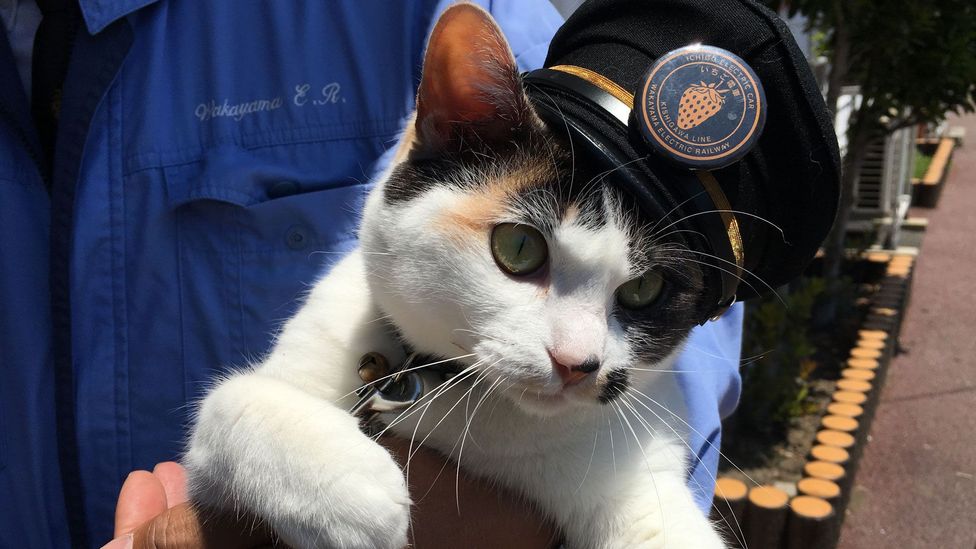 Yontama ('Tama Four') is the latest calico to serve as stationmaster of the Wakayama Electric Railway and works at the Idakiso station (Credit: Rob Goss)
