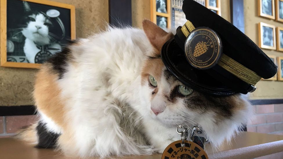 Nitama poses with her custom-made conductor hat in front of a framed image of Tama, Kishi station's original 'cat master' (Credit: Rob Goss)
