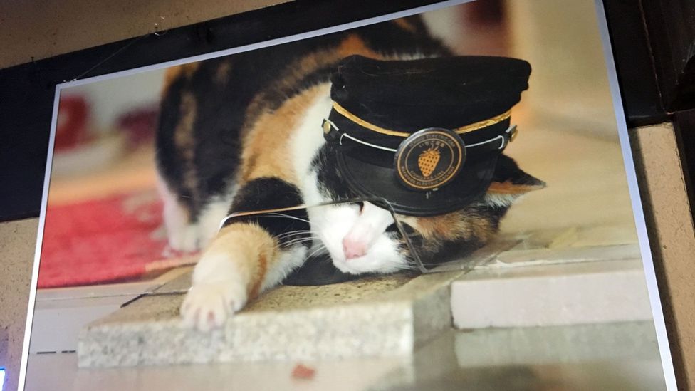 cat riding a train