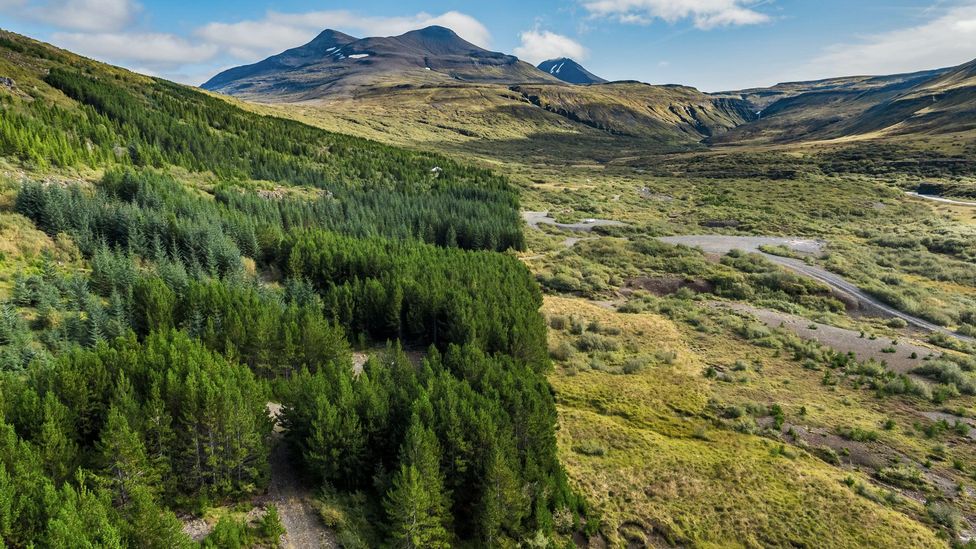 Respect for nature is important to the Ásatrú Association, which championed an effort to reforest parts of the country (Credit: ARCTIC IMAGES/Alamy)