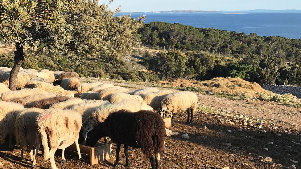 The bura dusts Pag with Adriatic sea salt, flavouring the various herbs on which the island’s sheep graze (Credit: Kristin Vuković)