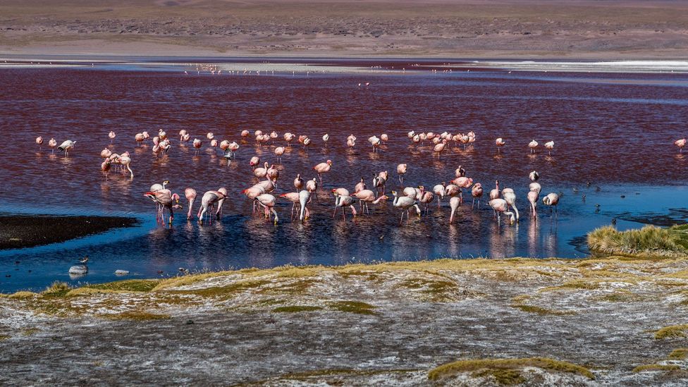 Flamingos in the Laguna Colorada (Red Lagoon) in Bolivia Flamingos in the Laguna Colorada (Red Lagoon) in Bolivia