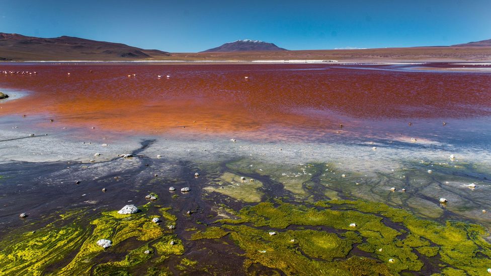 The Laguna Colorada (Red Lagoon) in Bolivia