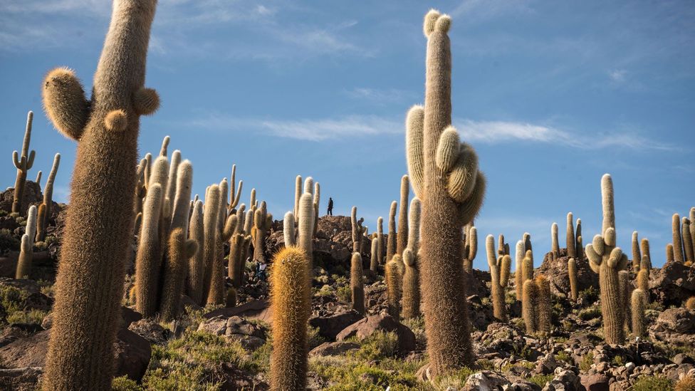 Giant cacti in Incahausi island in Bolivia