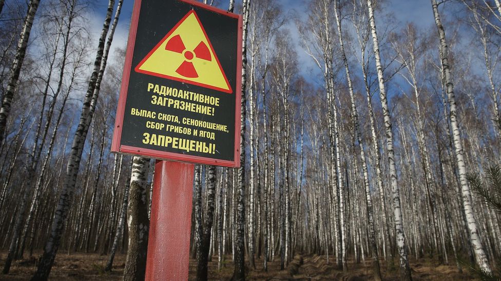 Vast areas of land in Ukraine and Belarus remain off limits due to radioactive contamination, but plant life in these areas is flourishing (Credit: Getty Images)