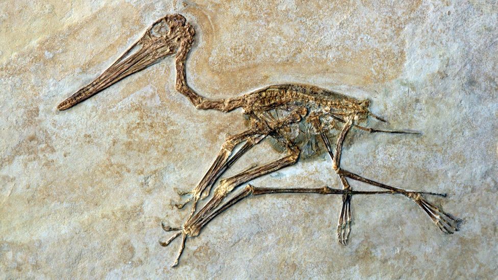 Pterosaurs evolved wings and beaks that were very different from those we see in modern birds (Credit: Getty Images)